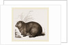 Hyrax by Anonymous