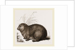 Hyrax by Anonymous