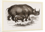Black Rhinoceros and Young by Anonymous