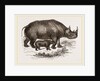 Black Rhinoceros and Young by Anonymous