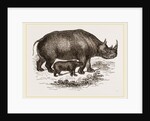 Black Rhinoceros and Young by Anonymous