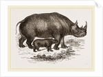Black Rhinoceros and Young by Anonymous