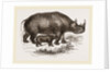 Black Rhinoceros and Young by Anonymous