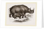 Black Rhinoceros and Young by Anonymous