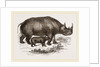 Black Rhinoceros and Young by Anonymous
