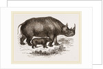 Black Rhinoceros and Young by Anonymous