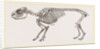 Skeleton of Daman by Anonymous