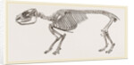 Skeleton of Daman by Anonymous