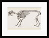 Skeleton of Daman by Anonymous