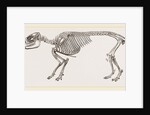 Skeleton of Daman by Anonymous