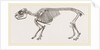 Skeleton of Daman by Anonymous