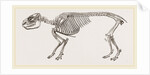 Skeleton of Daman by Anonymous