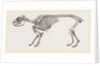 Skeleton of Daman by Anonymous