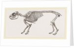 Skeleton of Daman by Anonymous