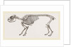Skeleton of Daman by Anonymous