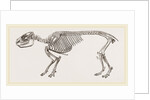 Skeleton of Daman by Anonymous