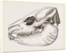 Skull of Daman by Anonymous