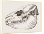 Skull of Daman by Anonymous