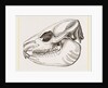 Skull of Daman by Anonymous