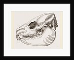 Skull of Daman by Anonymous
