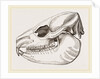 Skull of Daman by Anonymous