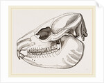 Skull of Daman by Anonymous