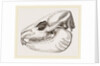 Skull of Daman by Anonymous