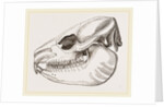 Skull of Daman by Anonymous