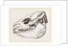 Skull of Daman by Anonymous