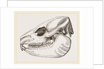 Skull of Daman by Anonymous