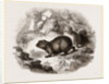 Cape Hyrax by Anonymous