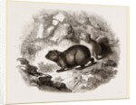 Cape Hyrax by Anonymous