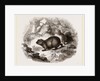 Cape Hyrax by Anonymous