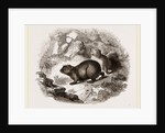 Cape Hyrax by Anonymous