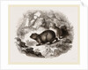 Cape Hyrax by Anonymous