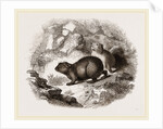 Cape Hyrax by Anonymous