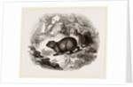 Cape Hyrax by Anonymous