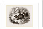 Cape Hyrax by Anonymous