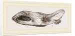 Skull of Fossil Rhinoceros by Anonymous
