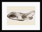 Skull of Fossil Rhinoceros by Anonymous