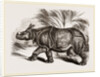 Indian Rhinoceros by Anonymous