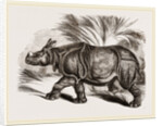 Indian Rhinoceros by Anonymous