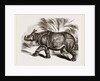 Indian Rhinoceros by Anonymous