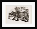Indian Rhinoceros by Anonymous