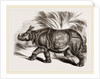 Indian Rhinoceros by Anonymous