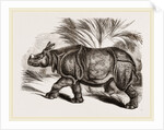Indian Rhinoceros by Anonymous