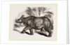 Indian Rhinoceros by Anonymous