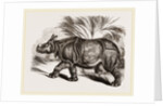 Indian Rhinoceros by Anonymous