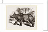 Indian Rhinoceros by Anonymous