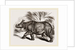 Indian Rhinoceros by Anonymous